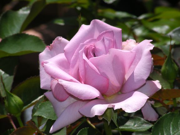 Love Song photo 2014_06070093_zps51056d35.jpg